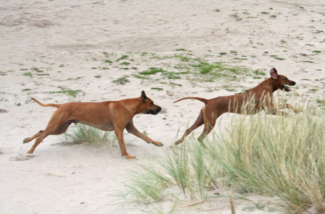 Playtime at Gotland - Tofta beach!