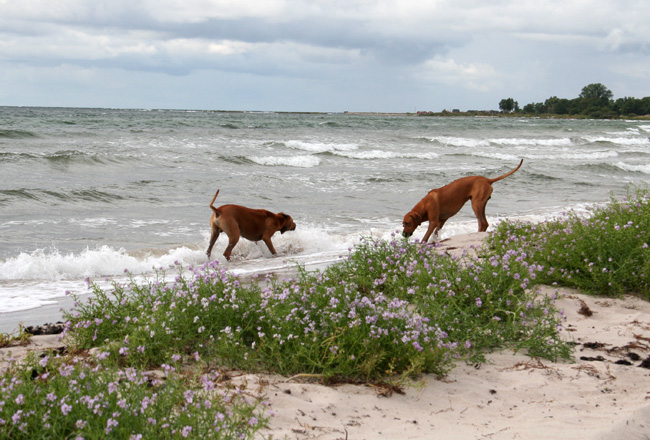 Playtime at Gotland - Tofta beach!