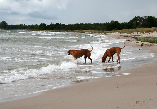 Playtime at Gotland - Tofta beach!
