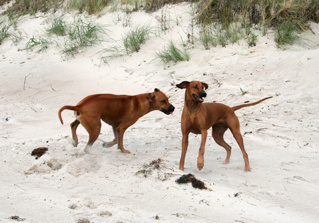 Playtime at Gotland - Tofta beach!