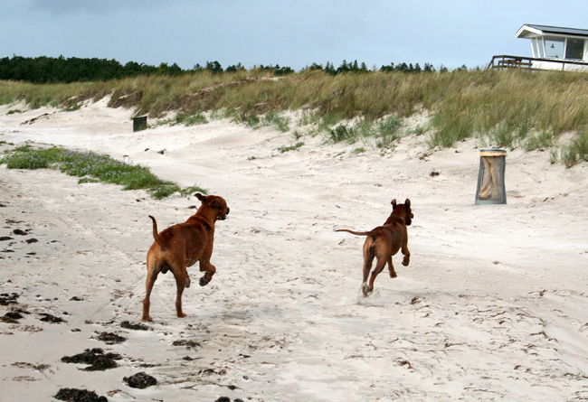 Playtime at Gotland - Tofta beach!