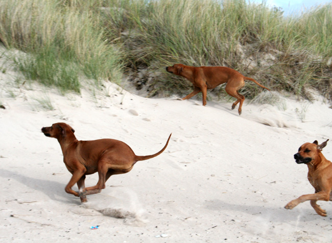 Playtime at Gotland - Tofta beach!