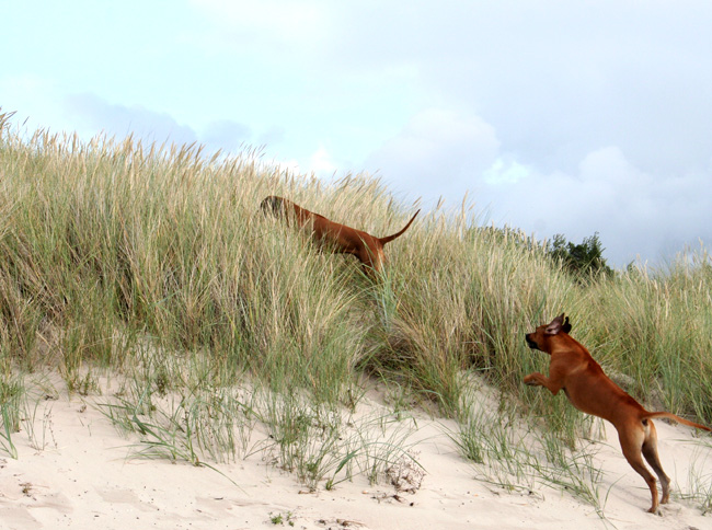 Playtime at Gotland - Tofta beach!