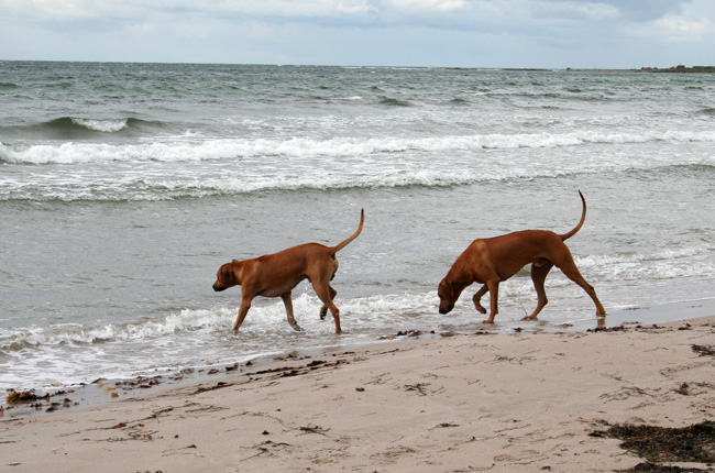 Playtime at Gotland - Tofta beach!