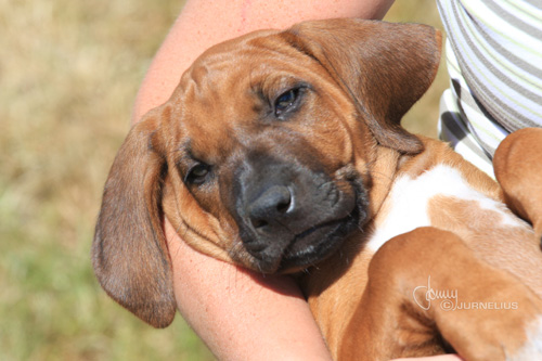 Rhodesian Ridgeback valp!