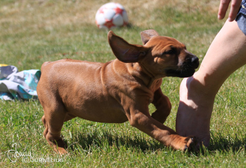 Rhodesian Ridgeback valp springer!