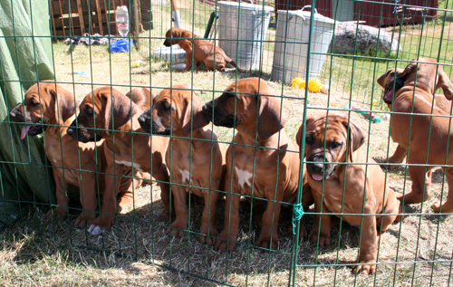 Alla Rhodesian Ridgeback valparna - Hamnuddens!