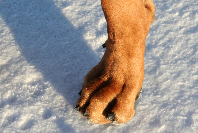 Minos front paw!