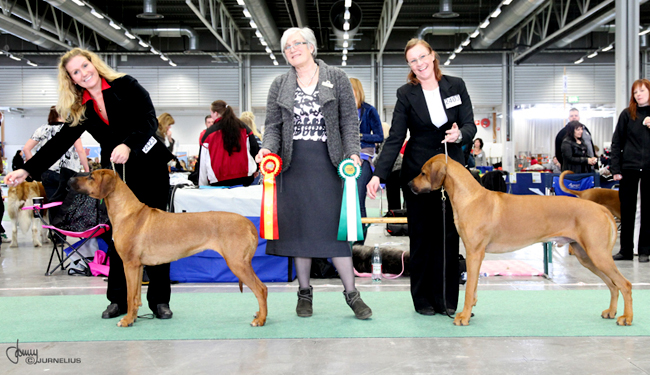 Stockholm International Dog show 2010- BOB and BOS