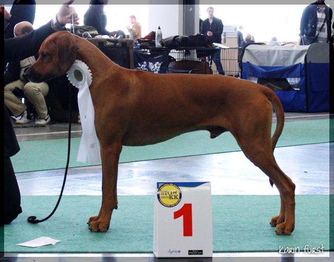 Stockholm International Dog show 2010 - Minos best male