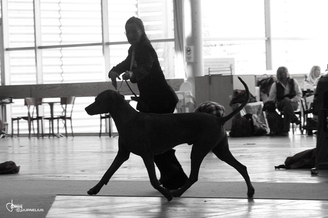 Stockholm International Dog show 2010 - Minos and Annika