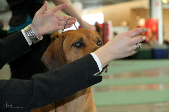 Stockholm International Dog show 2010 - Minos and Annika