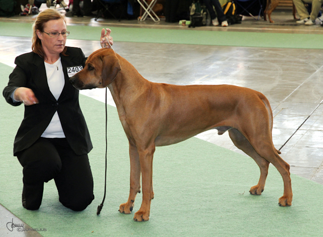 Stockholm International Dog show 2010 - Minos and Annika