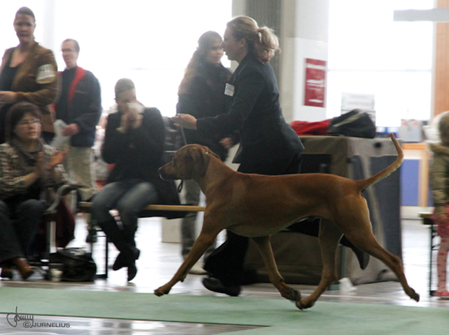 Stockholm International Dog show 2010 - Minos and Annika