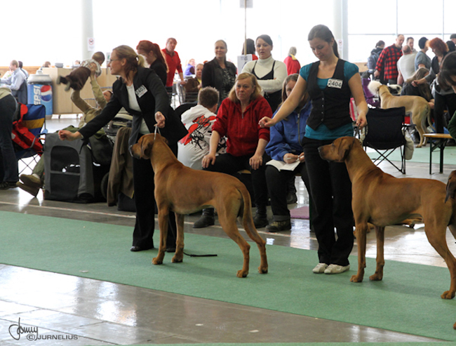 Stockholm International Dog show 2010 - Minos and Wesley