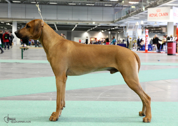 Stockholm International Dog show 2010 - Rex Ventors Ramses