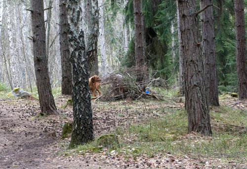 Minos springer fram och hlsar p figruanten!