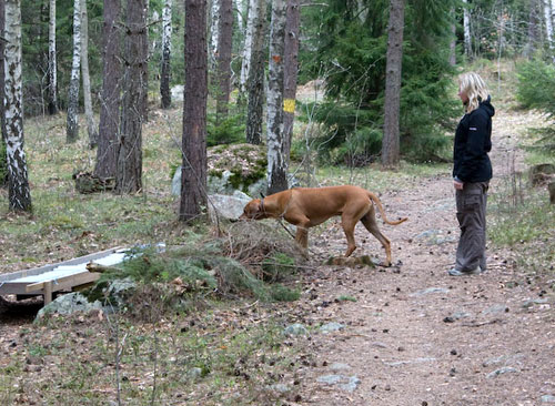 Minos gr fram fr att kolla skramlet alldeles sjlv!