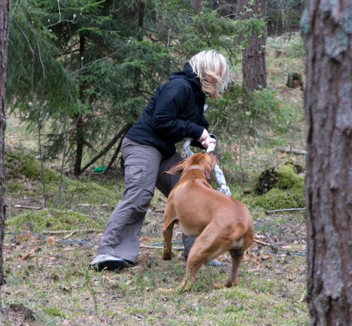 Minos kampar ordentligt med matte!