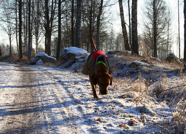 Minos has found a track!