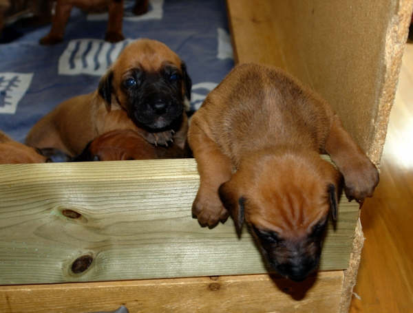 Puppies 3 weeks!