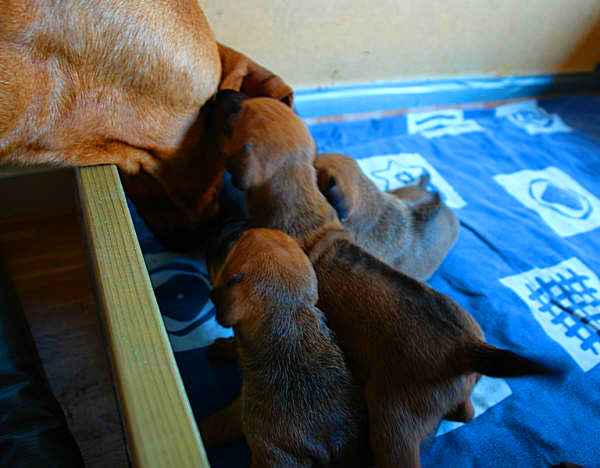 Puppies 3 weeks!