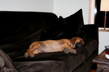 Minos sover i soffan