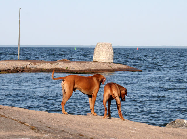 Kan man hoppa i hr syrran?!