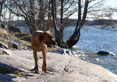 Minos gr och drller lite!