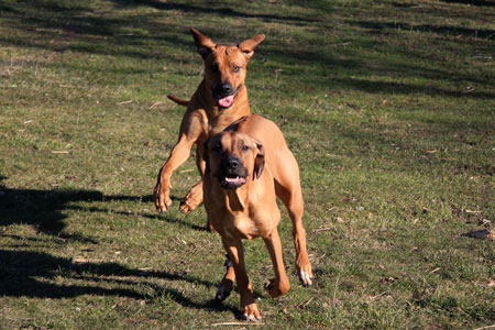 Glada Ridgebacks!