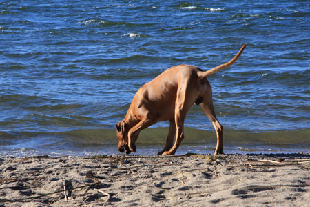 Sniffar lite i strandkanten!